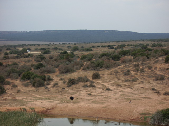 040829addo1117.jpg