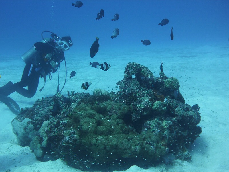120422tinian_twocoralhead0942.jpg