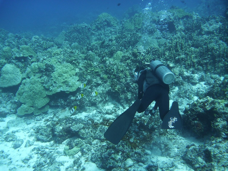 120422tinian_twocoralhead0952.jpg