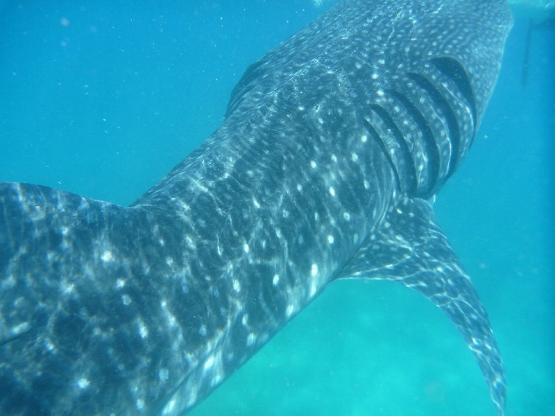 20170429oslob_whaleshark0943a.jpg