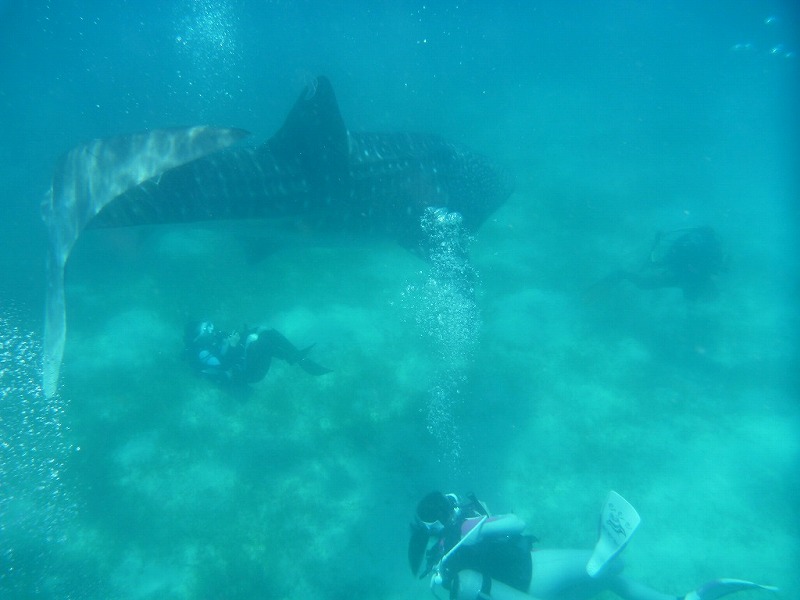 20170429oslob_whaleshark1007a.jpg